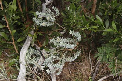 Xiphotheca fruticosa, photographed by Tony Rebelo