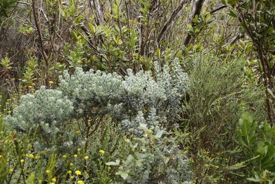 Xiphotheca fruticosa, photographed by Tony Rebelo