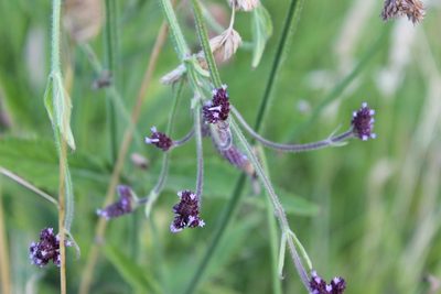 Verbena incompta, photographed by Joe Dillon