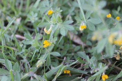 Lotus subbiflorus, photographed by Joe Dillon