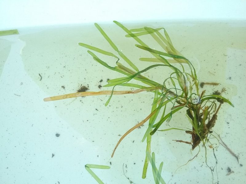 Potamogeton obtusifolius, photographed by Lake County AIS
