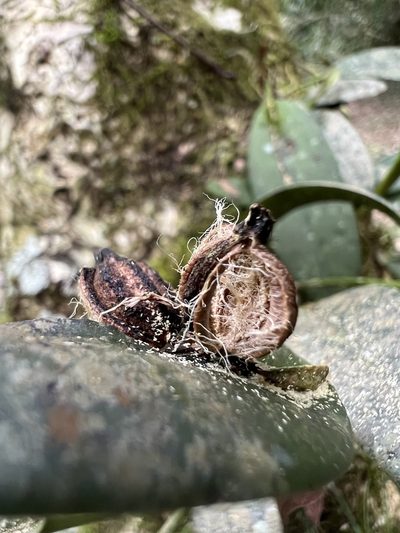 Acianthera pubescens, photographed by Nicolás Baresch Uribe