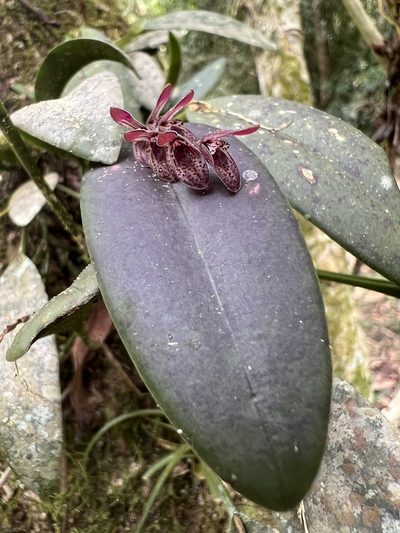 Acianthera pubescens, photographed by Nicolás Baresch Uribe