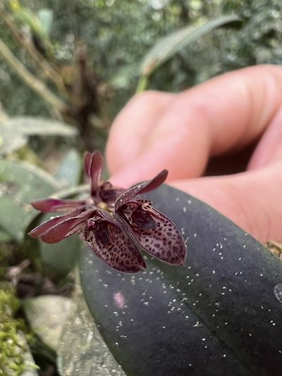 Acianthera pubescens, photographed by Nicolás Baresch Uribe