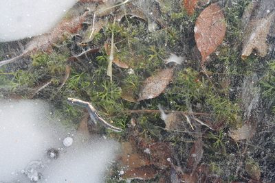 Ranunculus flabellaris, photographed by Violet T.