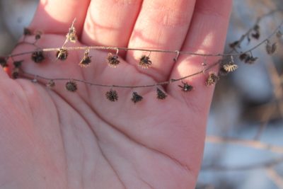 Hackelia virginiana, photographed by Violet T.