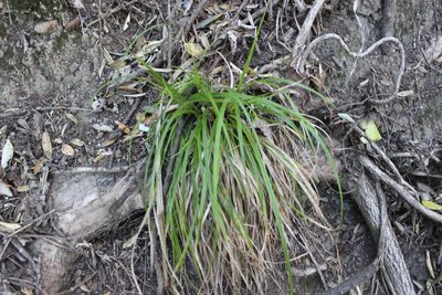 Carex uncinata, photographed by Joe Dillon