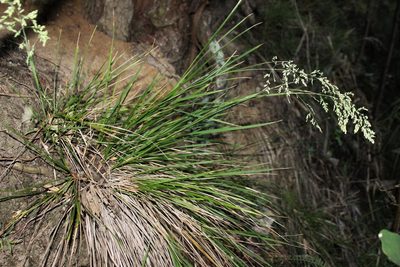 Poa anceps, photographed by Joe Dillon