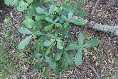 Pseudopanax lessonii, photographed by Joe Dillon
