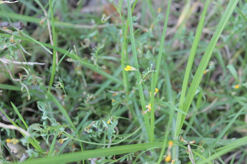 Ornithopus pinnatus, photographed by Joe Dillon