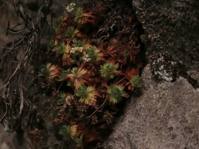 Saxifraga magellanica, photographed by Federico Muñoz