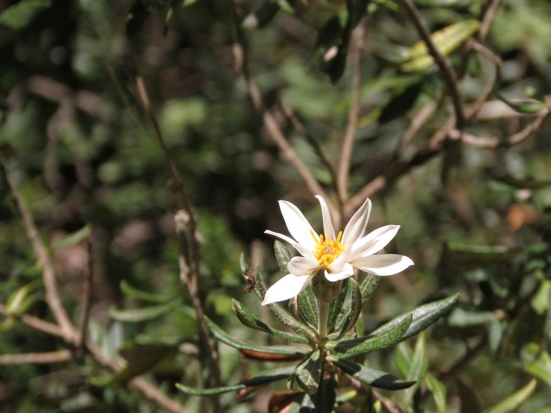 Chiliotrichum diffusum, photographed by Federico Muñoz