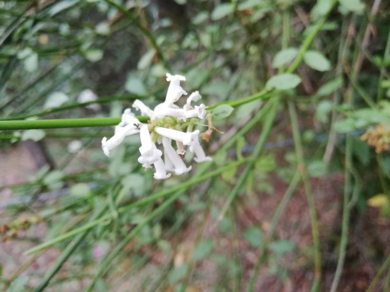 Diostea juncea, photographed by Fernanda Isidora Améstica Rojas