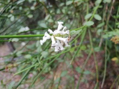 Diostea juncea, photographed by Fernanda Isidora Améstica Rojas