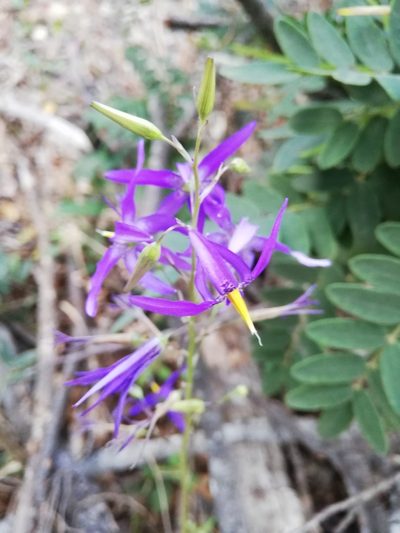 Conanthera bifolia, photographed by Fernanda Isidora Améstica Rojas
