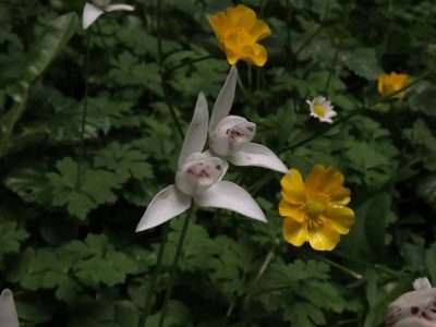 Codonorchis lessonii