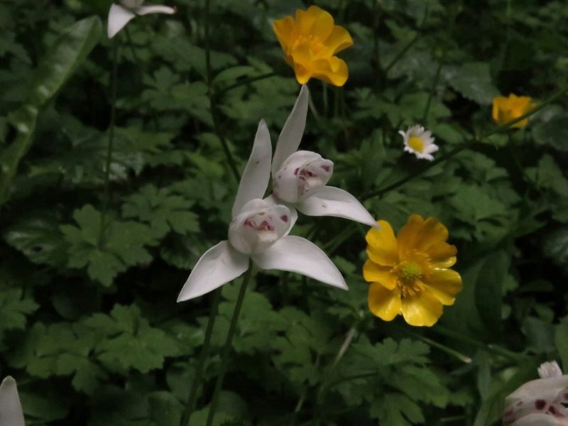 Codonorchis lessonii, photographed by Federico Muñoz