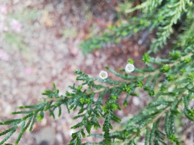 Fabiana imbricata, photographed by Fernanda Isidora Améstica Rojas