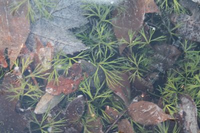 Ranunculus flabellaris, photographed by Violet T.