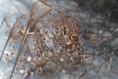 Scirpus cyperinus, photographed by Violet T.