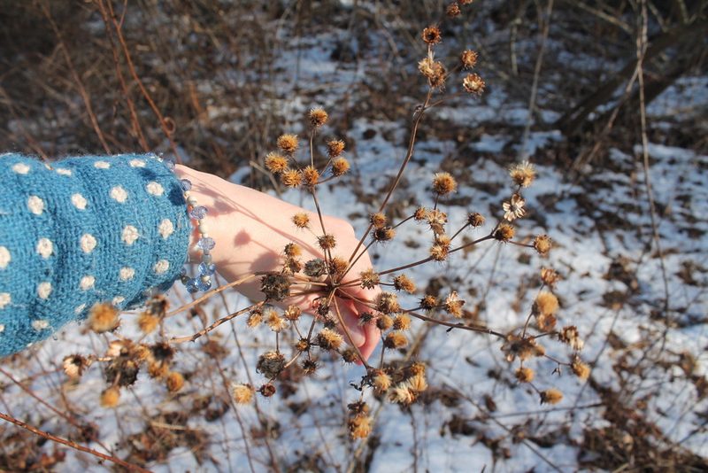 Vernonia noveboracensis, photographed by Violet T.
