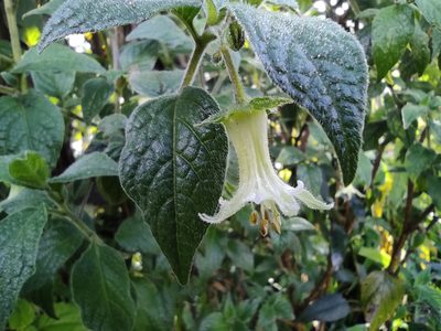 Jaltomata viridiflora, photographed by sandy-espinozaf