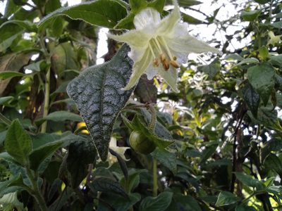 Jaltomata viridiflora, photographed by sandy-espinozaf