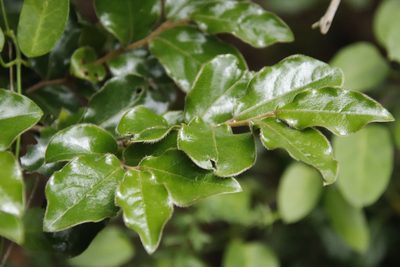 Diospyros whyteana, photographed by Tony Rebelo