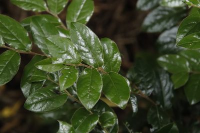 Diospyros whyteana, photographed by Tony Rebelo