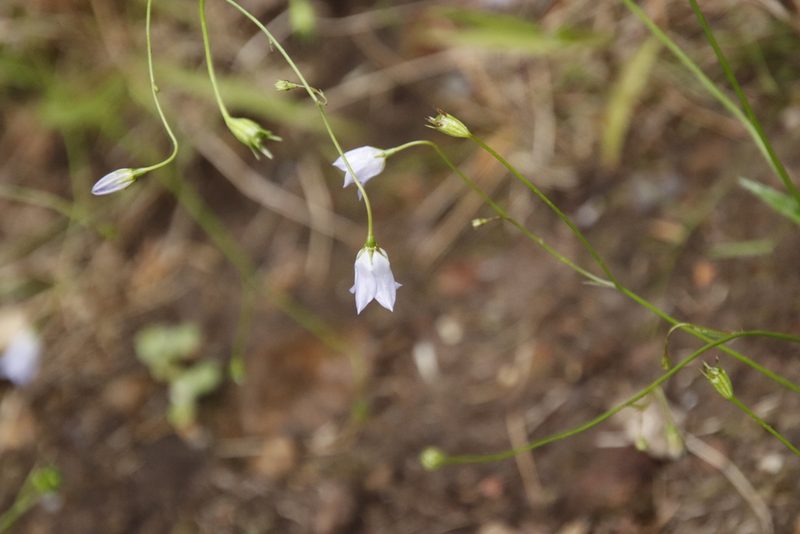 Wahlenbergia obovata, photographed by Tony Rebelo