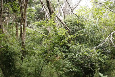 Grewia occidentalis, photographed by Tony Rebelo