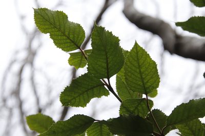 Curtisia dentata, photographed by Tony Rebelo