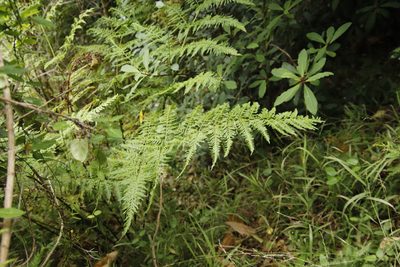 Pteris dentata, photographed by Tony Rebelo