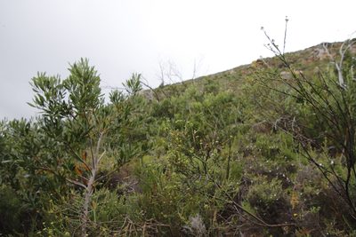 Thesium strictum, photographed by Tony Rebelo