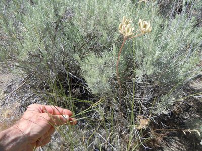Lomatium simplex, photographed by Matt Lavin