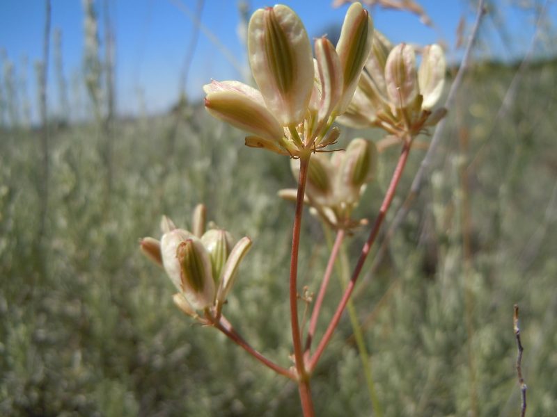 Lomatium simplex, photographed by Matt Lavin