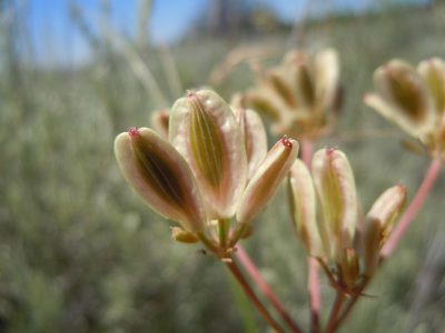Lomatium simplex, photographed by Matt Lavin