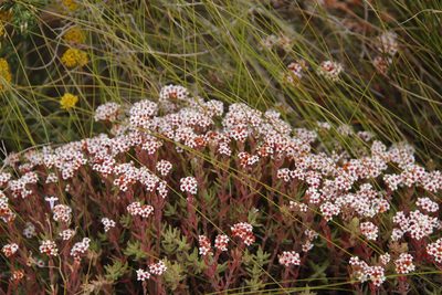 Crassula pruinosa, photographed by Tony Rebelo