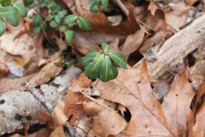Ilex crenata, photographed by Violet T.