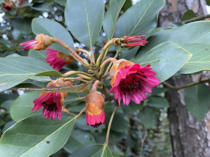 Rhodoleia championii, photographed by Toby Y