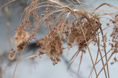 Scirpus cyperinus, photographed by Violet T.