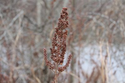 Spiraea tomentosa, photographed by Violet T.
