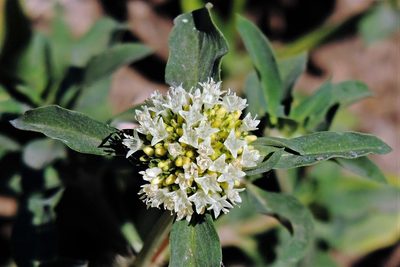 Spermacoce densiflora, photographed by Hugo Hulsberg