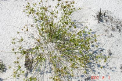 Cyperus grayi, photographed by Alec McClay