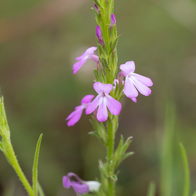 Striga curviflora, photographed by Kym Nicolson