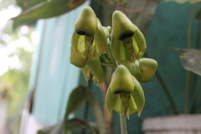 Catasetum integerrimum, photographed by Ricard Busquets Reverte