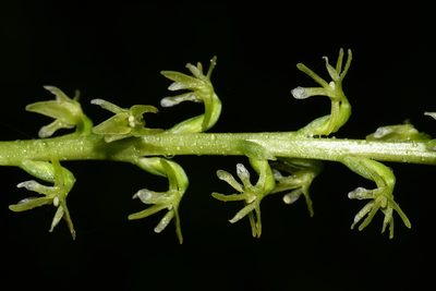 Platanthera unalascensis, photographed by Brian Finzel