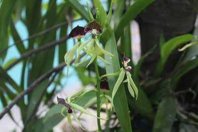 Prosthechea cochleata, photographed by Ricard Busquets Reverte