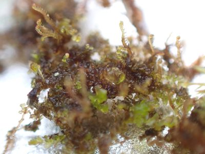 Frullania bolanderi, photographed by Randal