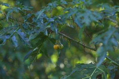 Solanum atropurpureum, photographed by Fernando Sessegolo